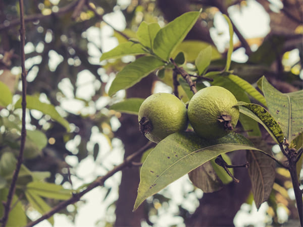 الفوائد الصحية لأوراق الجوافة